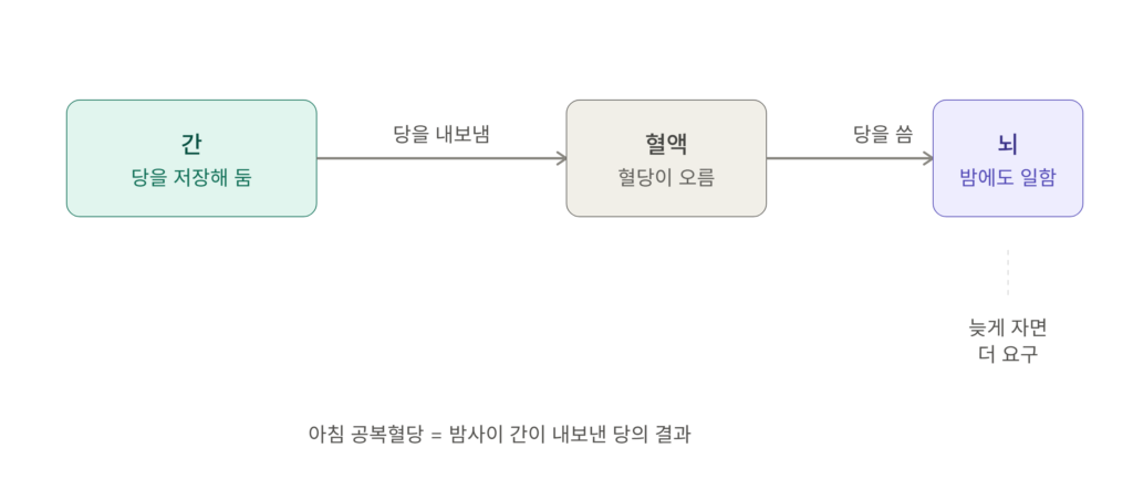 간과 뇌의 혈당 흐름